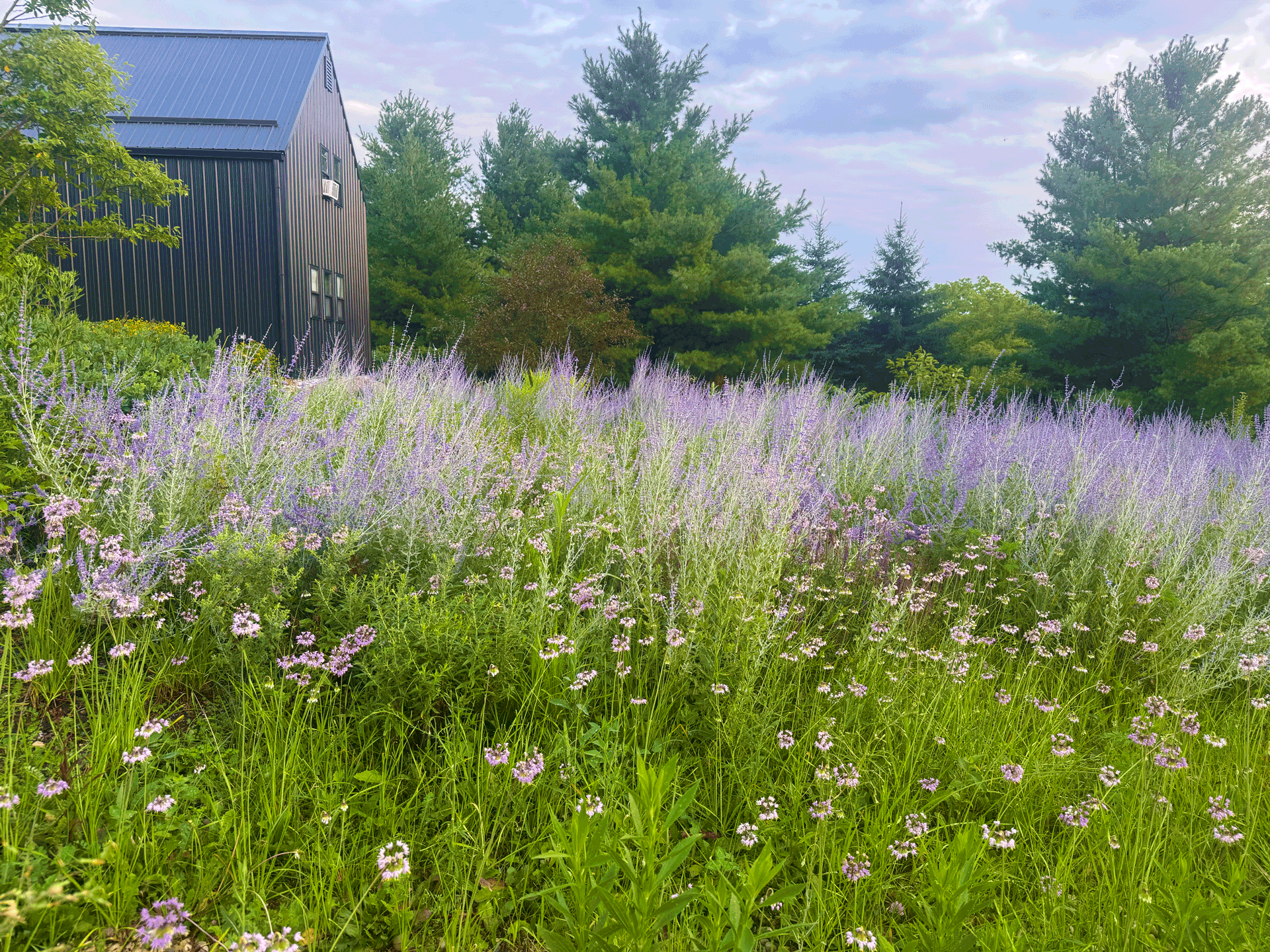 Black Barn Apiary: Summer's End