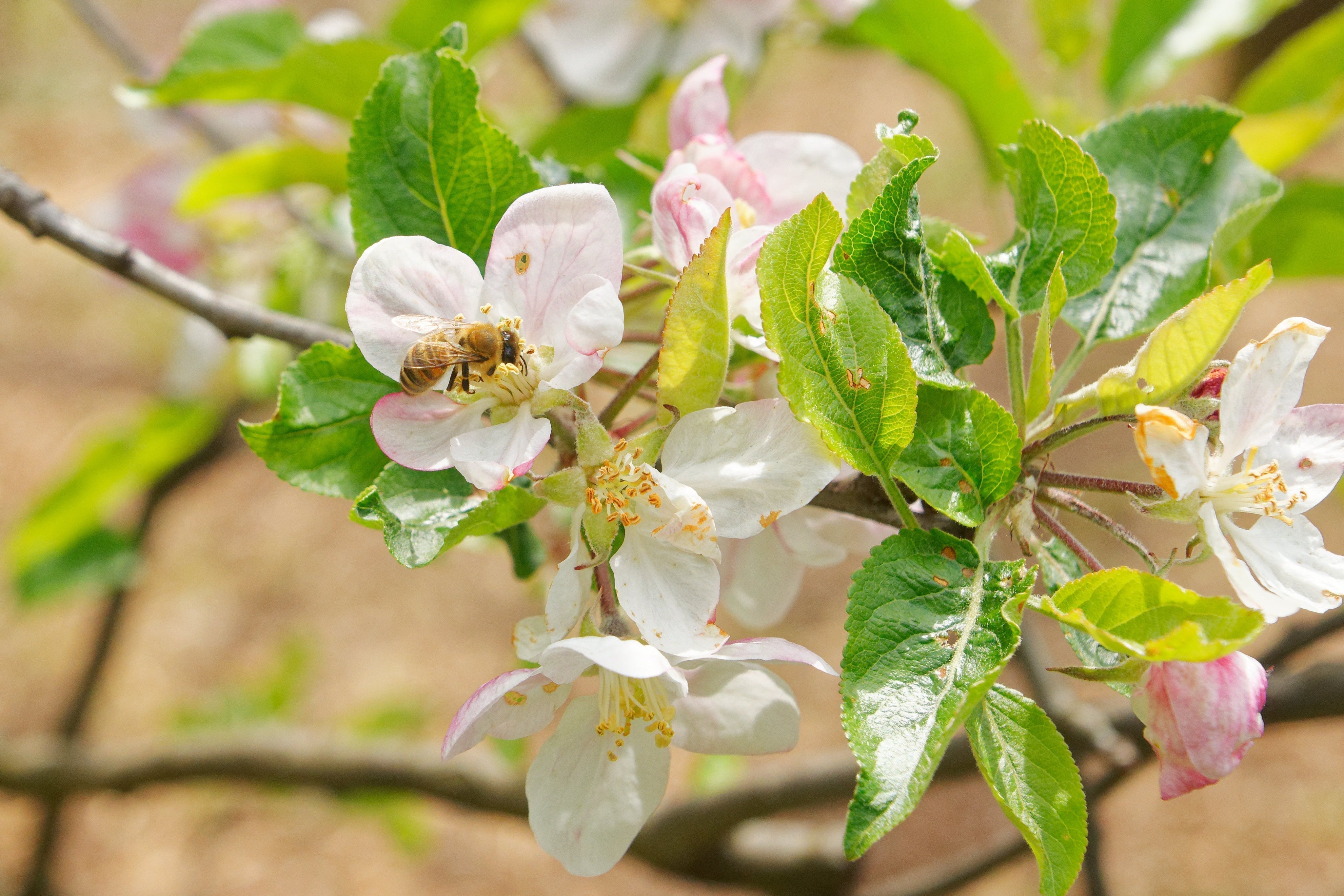 IT'S ALL ABOUT THE BEES: WORLD BEE DAY, PRAIRIE HONEY AND POLLINATORS