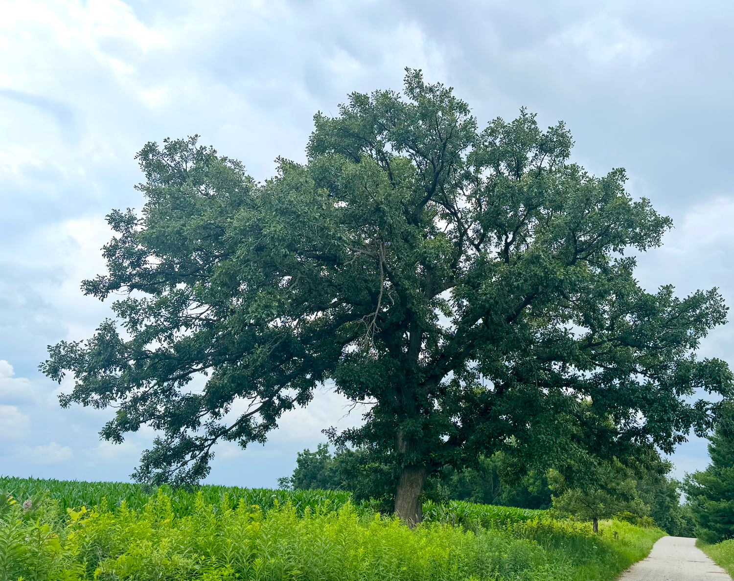 The Noble Oak: A Living Sanctuary for Pollinators and a Path to Renewal
