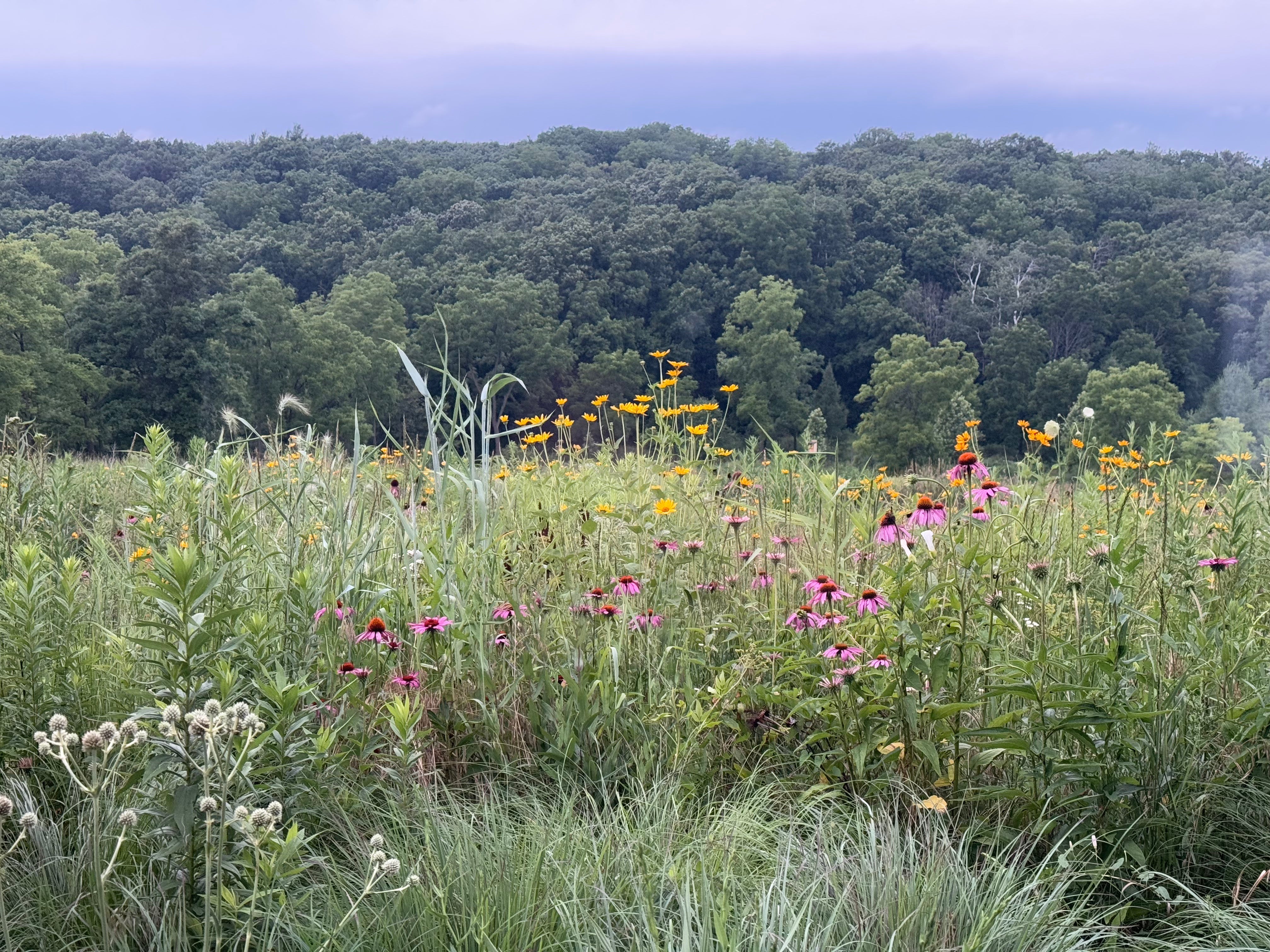 The Prairie Is Humming ~ Pollinator Week at Black Barn Apiary (June 15–21)