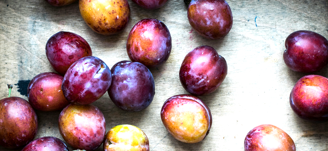 PLUM HARVEST