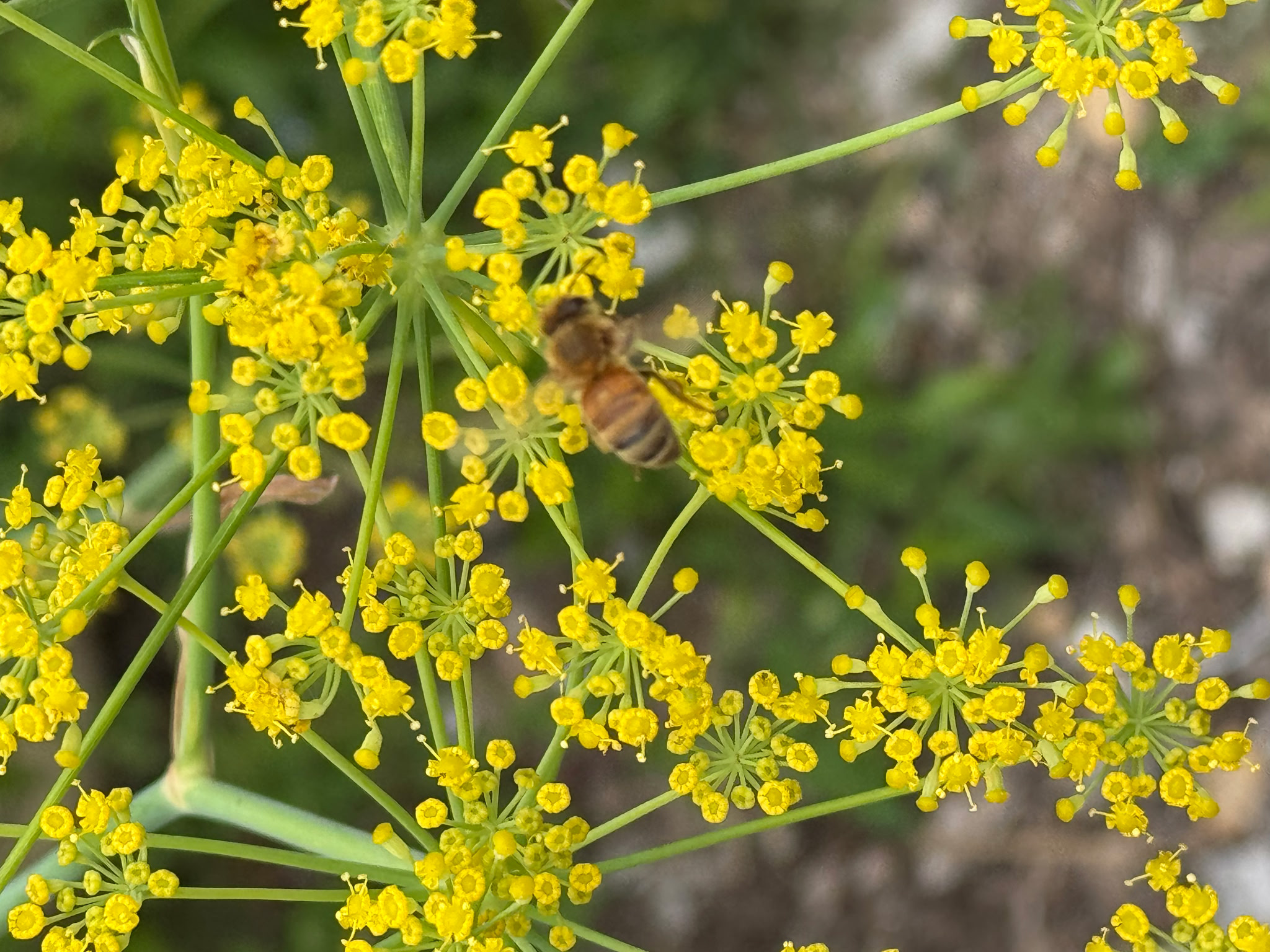August at Black Barn Apiary: The Work of Late Summer