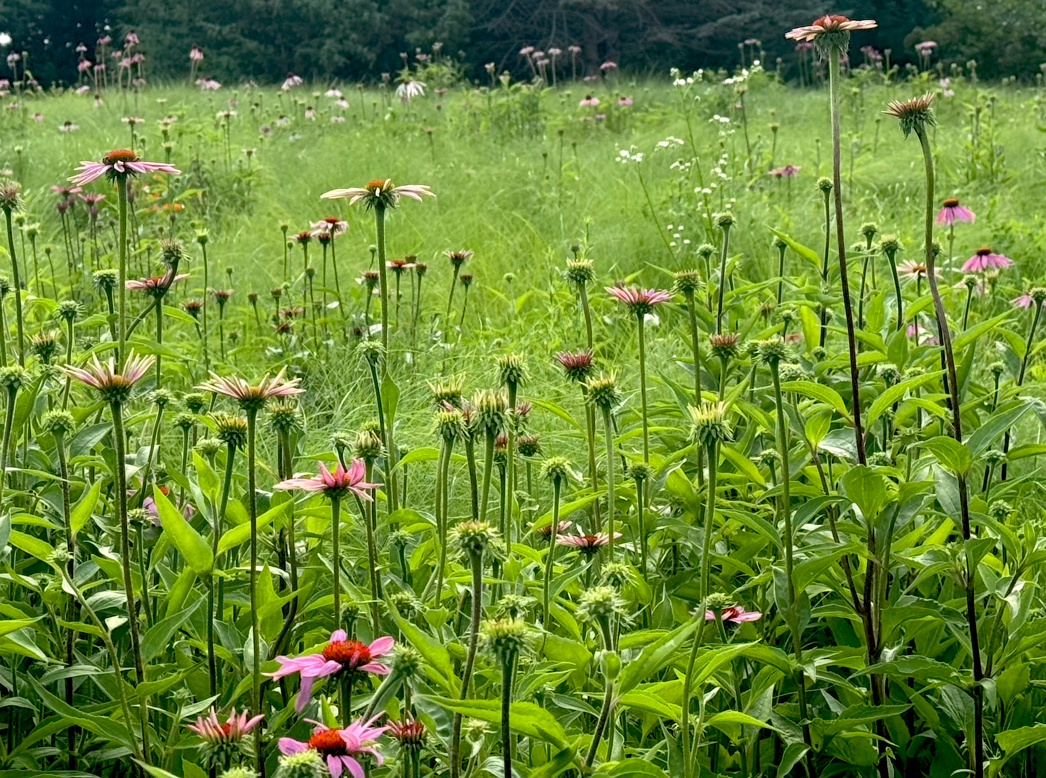 Heat, Bloom, the Hum of Honeybees: July in all its abundance