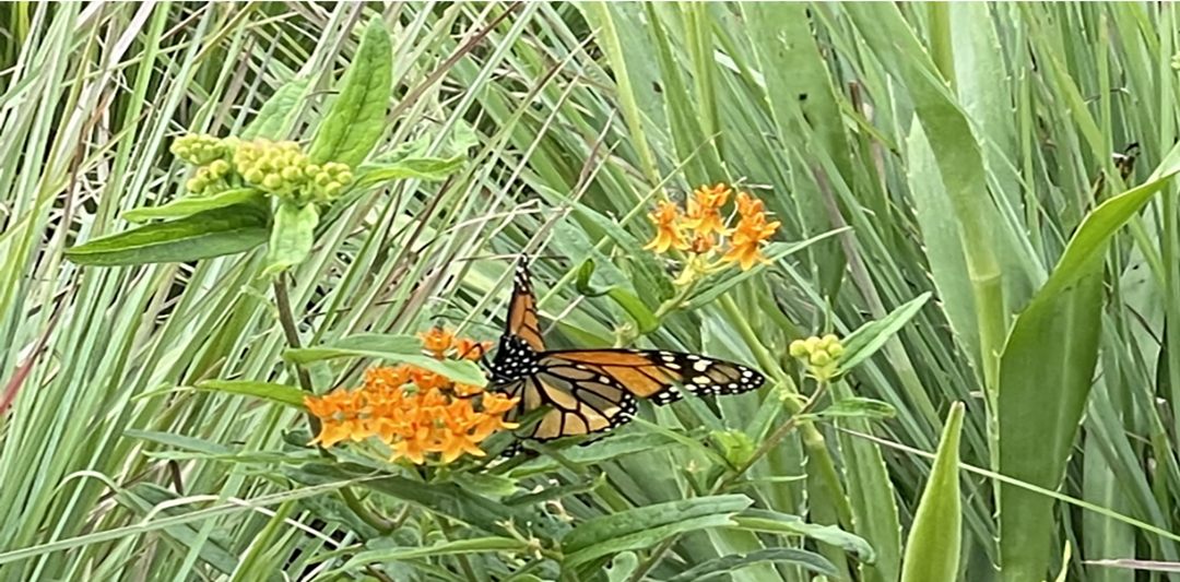 PLANTING FOR POLLINATORS