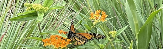 planting for honey pollinators