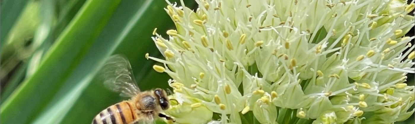 carniolan honey bees