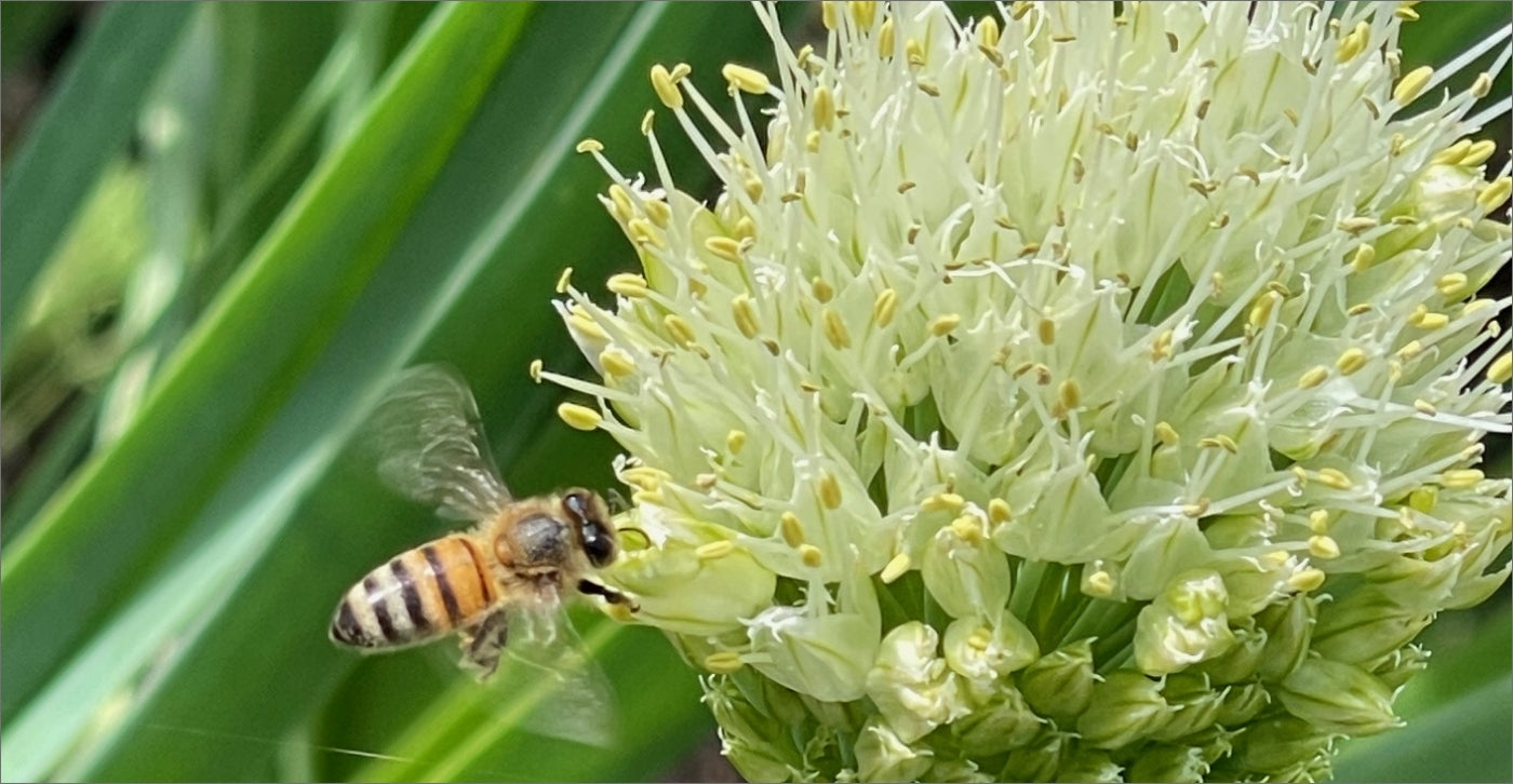 carniolan honey bees