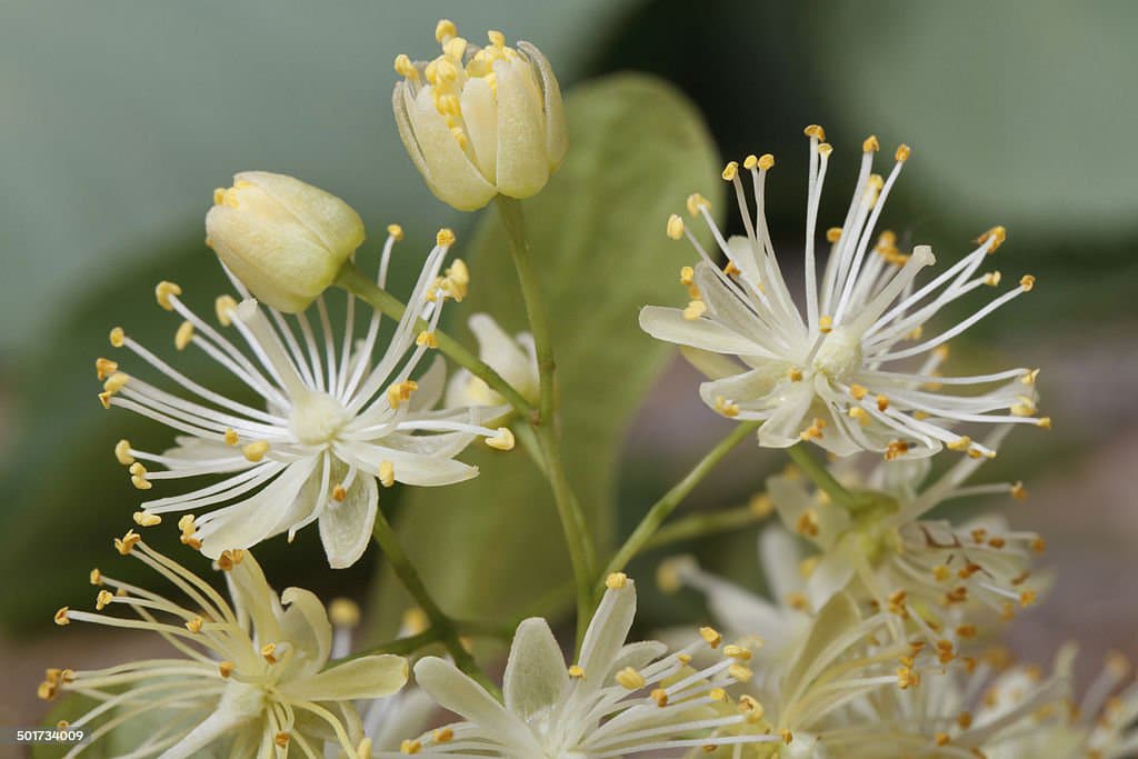 Black barn apiary flowers