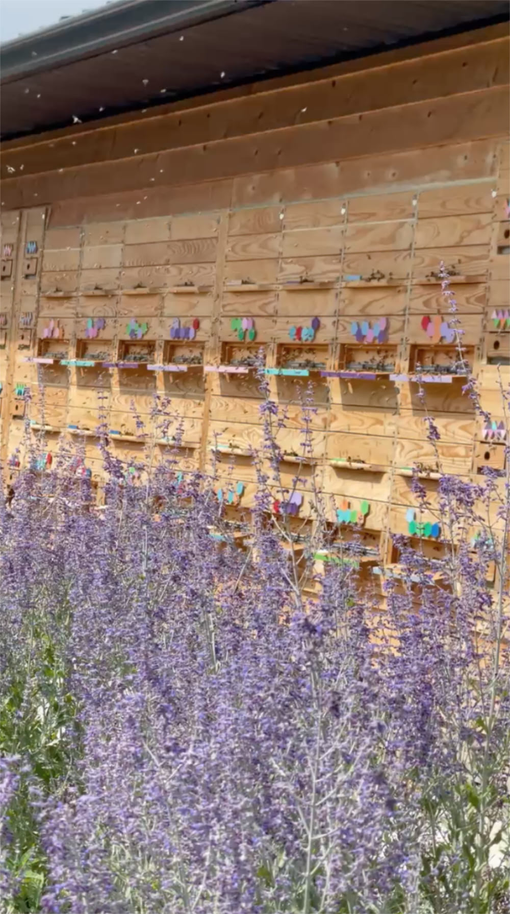 about us background lavender