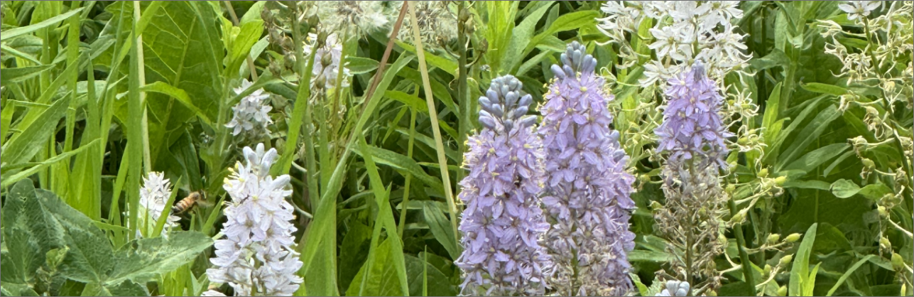 IMG_0685_pollinator_slice.png