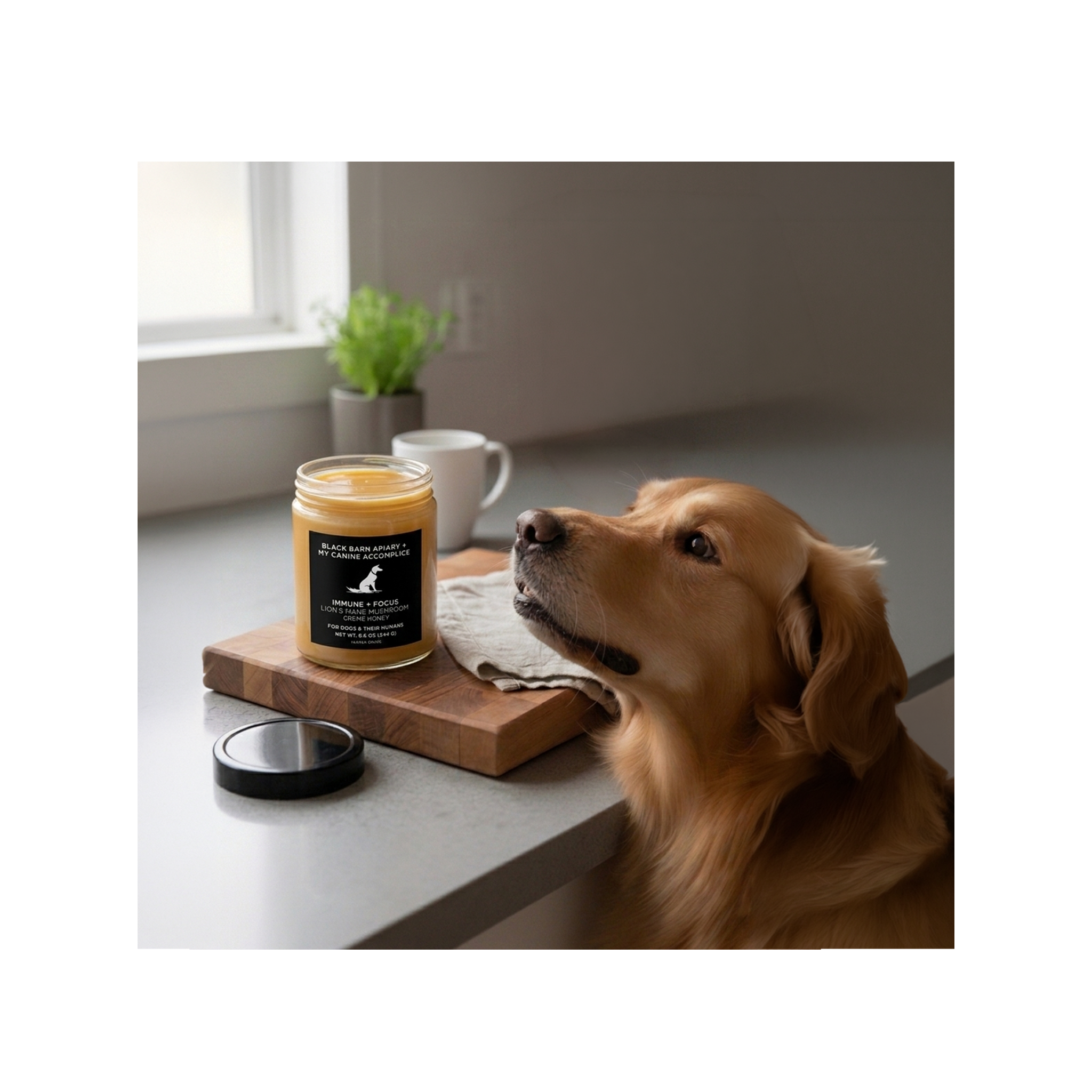 golden-retriever-immune-pro-honey_fdae8abb-d7fc-402d-aa0f-64d212159abb.png