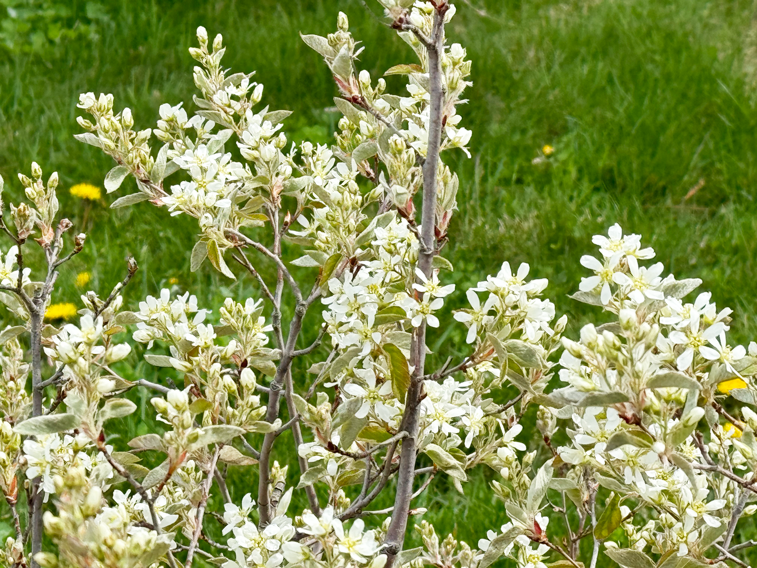 serviceberry_blog_e1141e7b-ec78-4b60-807a-67e9f02caeb7.png